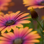 3d开奖19034期开奖结果最新公布与详细号码查询 k38zg